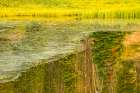 Wyoming, Medicine Bow National Forest. Floating grasses and forest reflection in mountain lake. Art Print